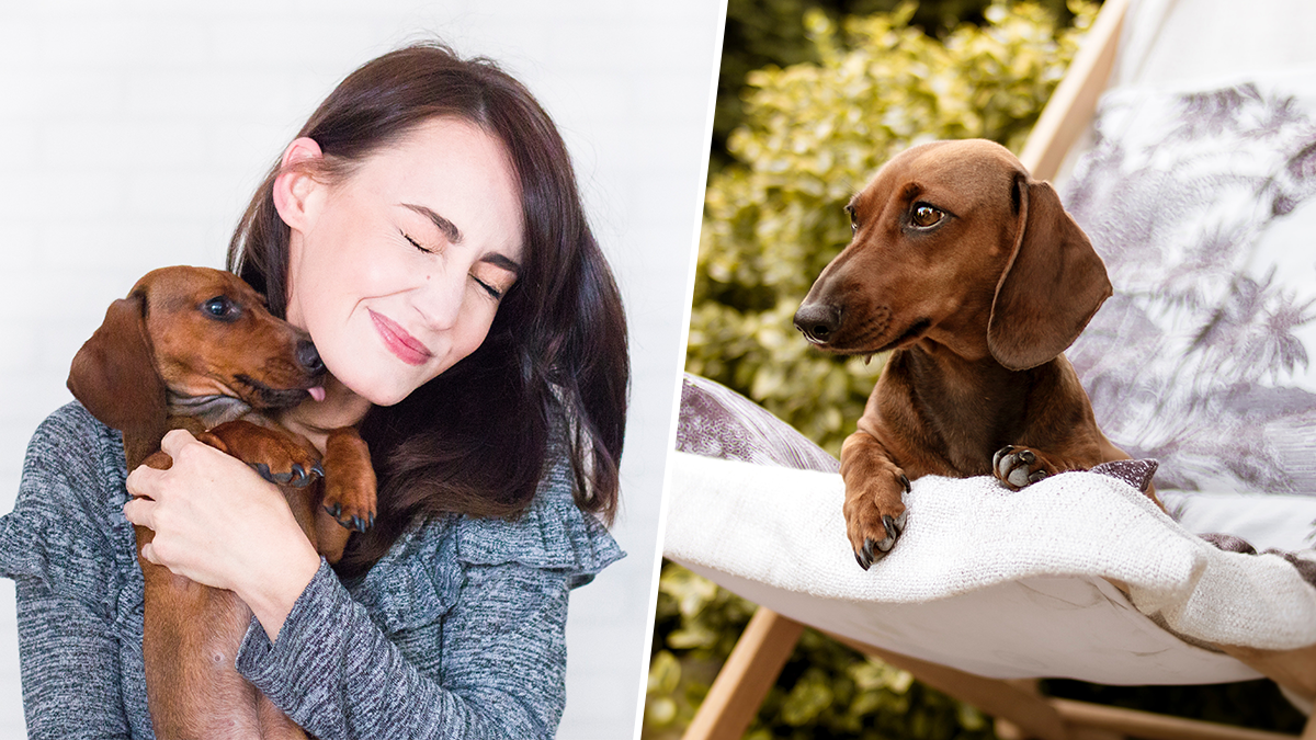 A PopUp Sausage Dog Cafe Is Coming To Leeds The Yorkshireman