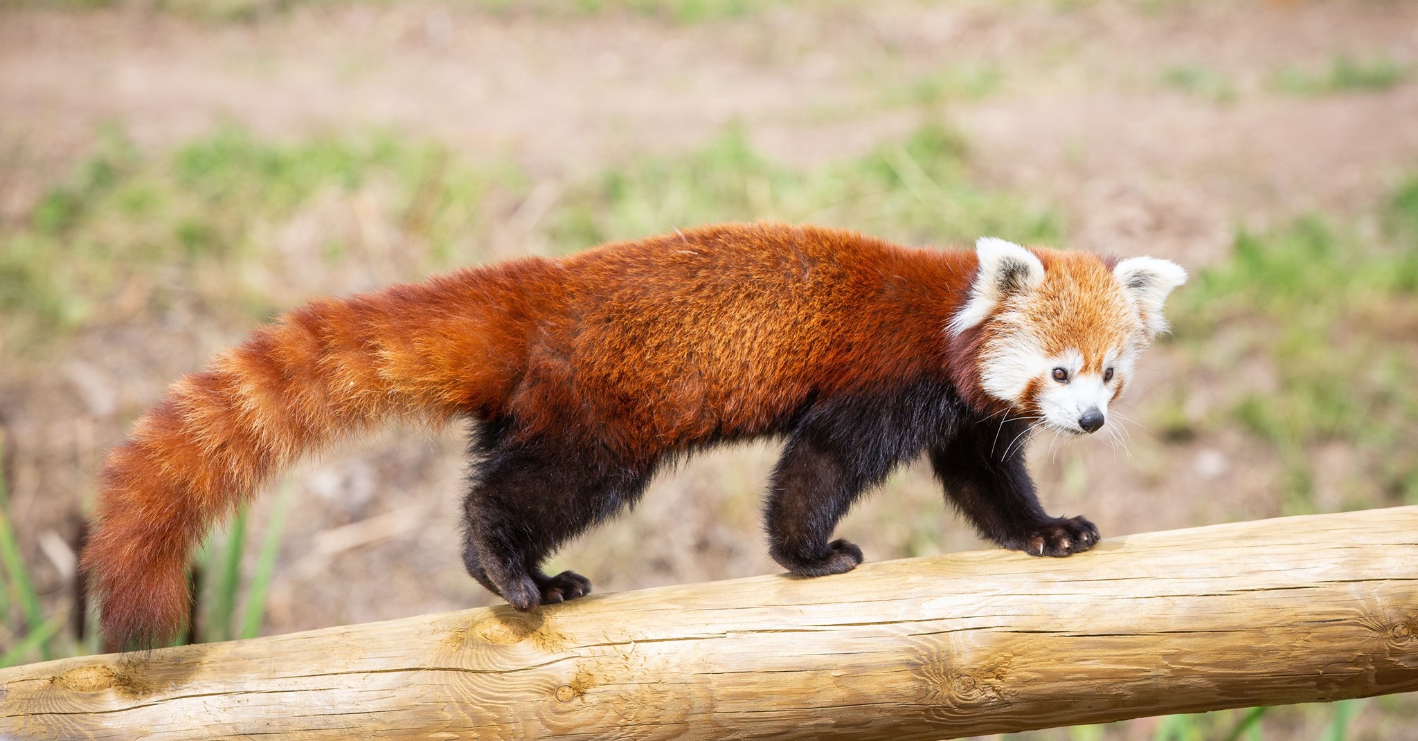 Yorkshire Wildlife Park Has Just Welcomed Rare Red Pandas, Otters and Monkeys To The Zoo
