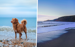Ban Lifted On Yorkshire Dog Beaches For Winter Months