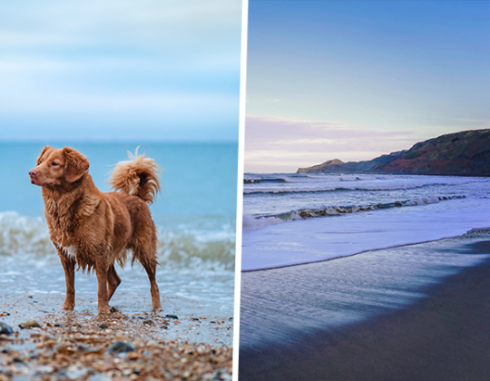 Ban Lifted On Yorkshire Dog Beaches For Winter Months