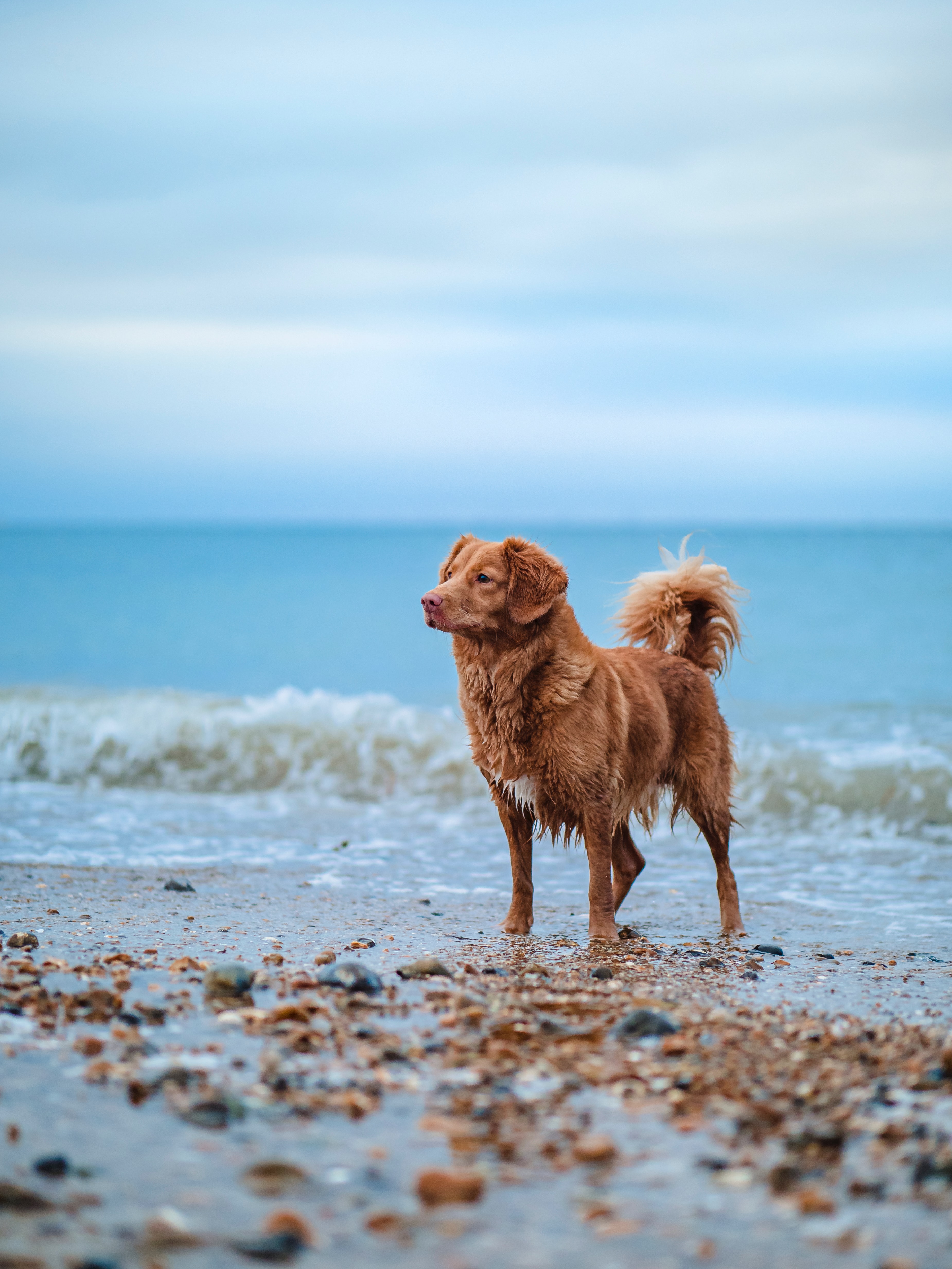 10 Perfect Dog Walking Beaches In Yorkshire For You To Enjoy The Yorkshireman