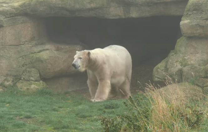 Hamish The Polar Bear Is Enjoying His First Day At The Yorkshire Wildlife Park