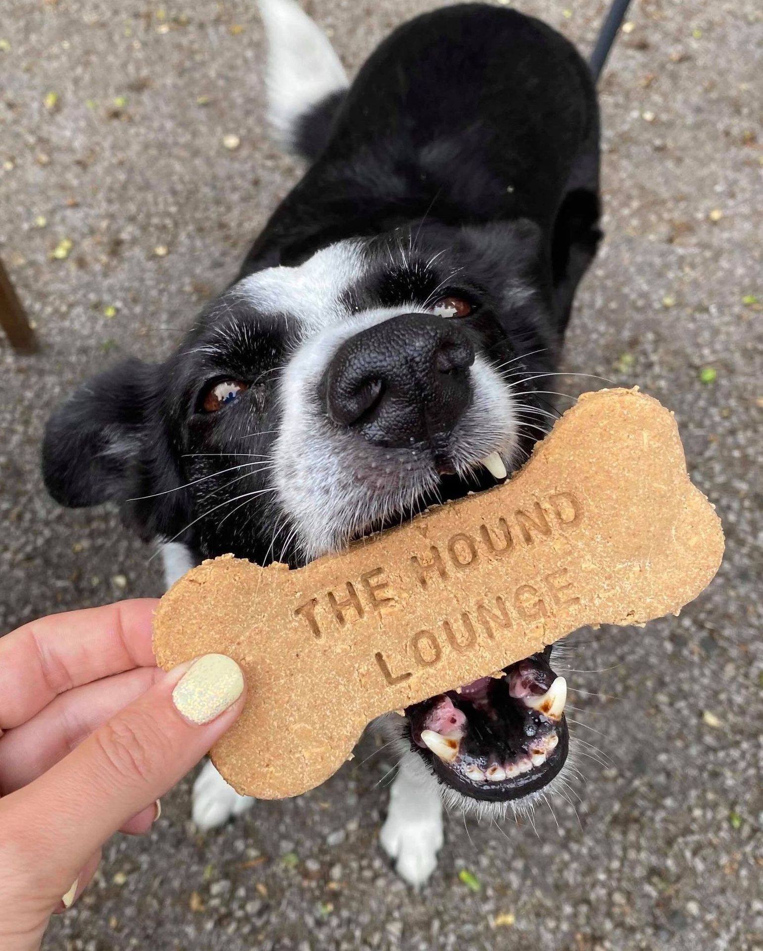 the-10-most-dog-friendly-cafes-in-yorkshire-the-yorkshireman