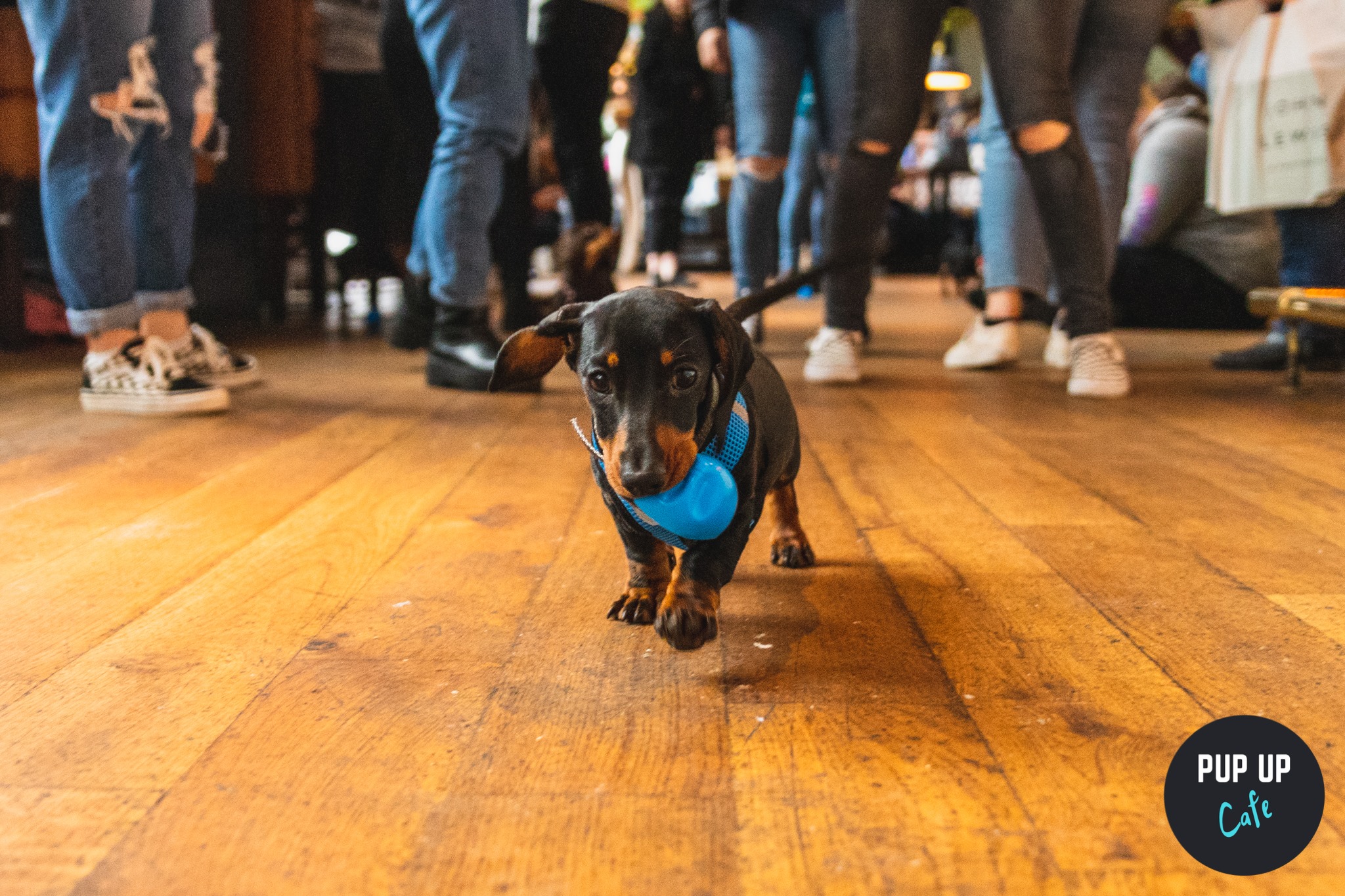 A Sausage Dog Cafe Is Coming Yorkshire And It Sounds Adorable The