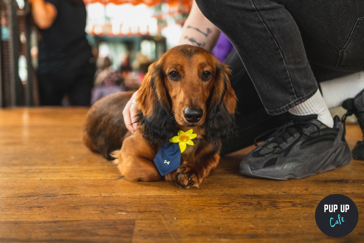 A Sausage Dog Cafe Is Coming Yorkshire And It Sounds Adorable The
