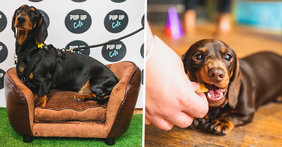 A Sausage Dog Cafe Is Coming Yorkshire And It Sounds Adorable The