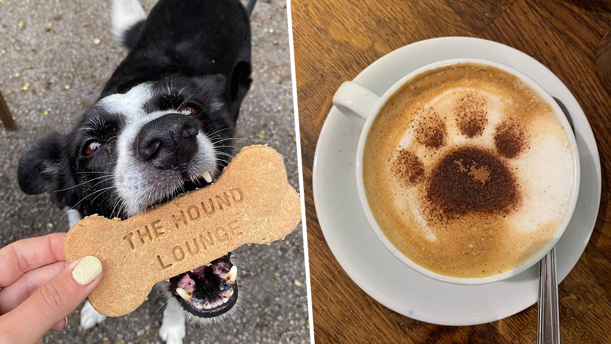 Dog Friendly Cafe Near Me