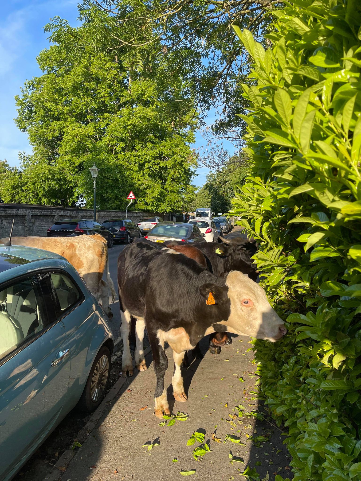 Cows Cause Chaos In Market Town As They Go On A ‘Jolly Boys Outing’