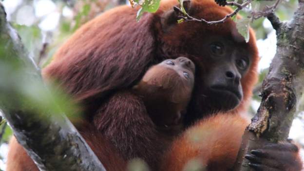 Yorkshire Wildlife Park Celebrates The Birth Of A Rare Red Howler Monkey
