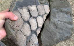 Fossil Hunter Discovers Rare 180 Million Year Old Fossil On Remote Yorkshire Beach