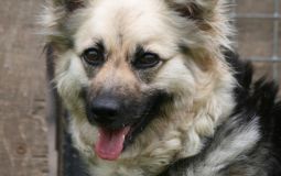 This Yorkshire Rescue Dog Has Been In A Shelter For 143 Days With No Viewers