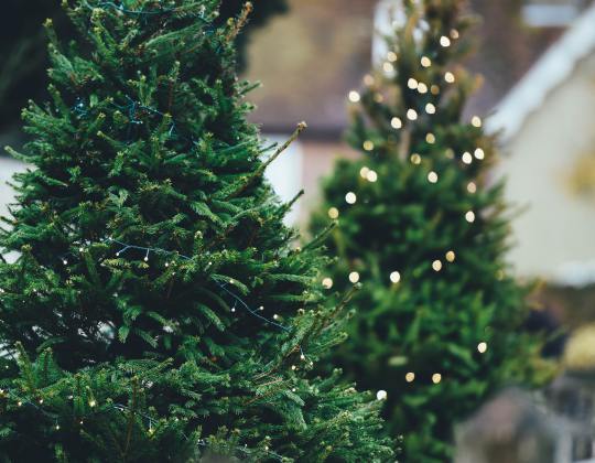 The Most Festive Places To Pick-Your-Own Real Christmas Trees In Yorkshire