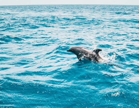 A Pod Of 15 Dolphins Spotted For First Time Ever In December Off Yorkshire Coast