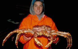 Giant 6ft King Crabs From Russia Have Appeared In Yorkshire Waters