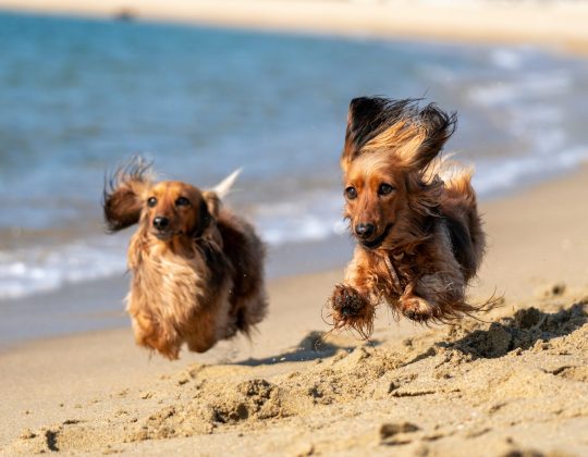 Here’s All The Yorkshire Beaches Banning Dogs This Summer