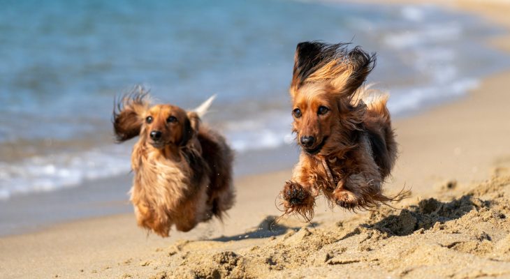 Here’s All The Yorkshire Beaches Allowing Dogs This Summer