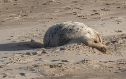 Mystery Surrounding The Yorkshire Coast Continues As Dead Seals Wash Up On The Shore