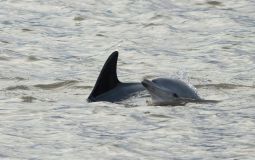 Dolphins Have Been Spotted Swimming In The River Ouse In Goole