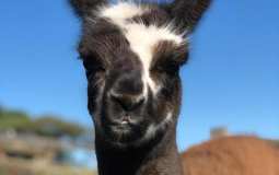 This Yorkshire Dales Llama Trek Through Brimham Rocks Is The The Best Family Experience Ever