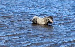 Three Ponies Found Stranded In Flooded Field In Yorkshire Saved By Fire Fighters