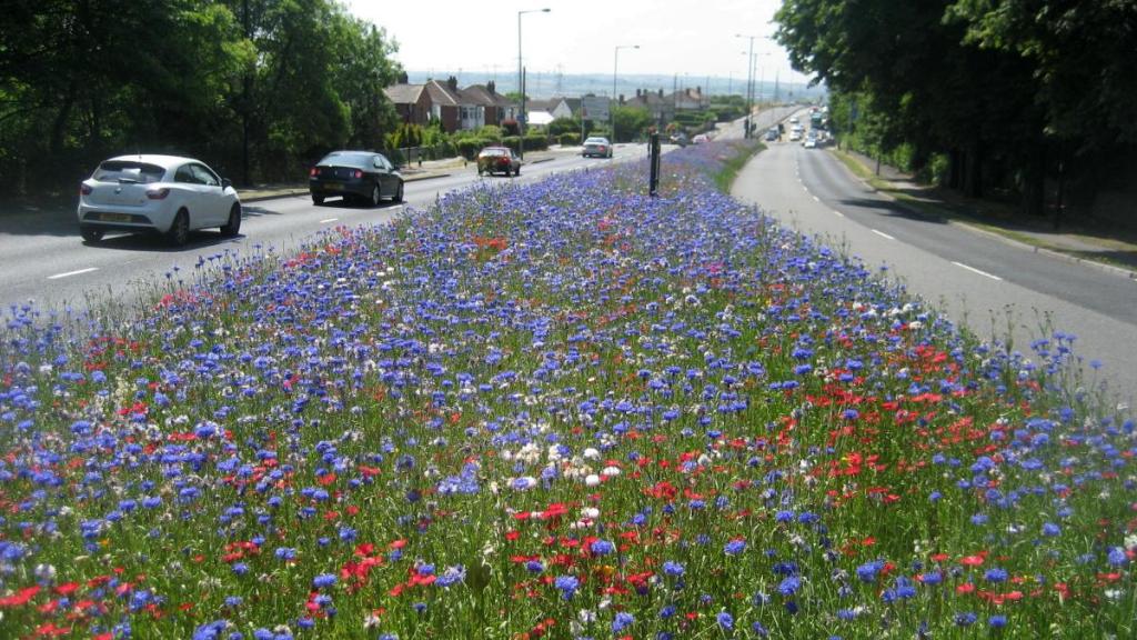 Rotherham's Wildflower Roads The Yorkshireman