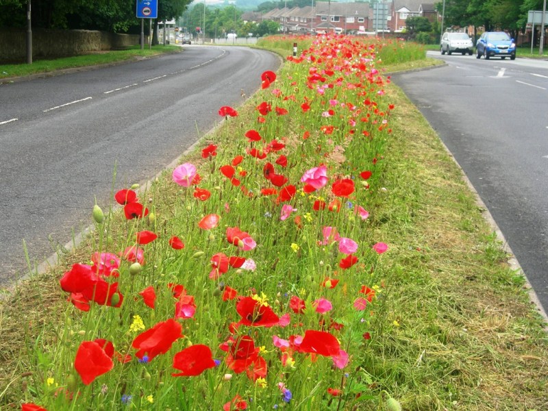 Rotherham's Wildflower Roads The Yorkshireman