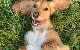 Landlords Will Be Forced To Allow Renters To Keep Pets