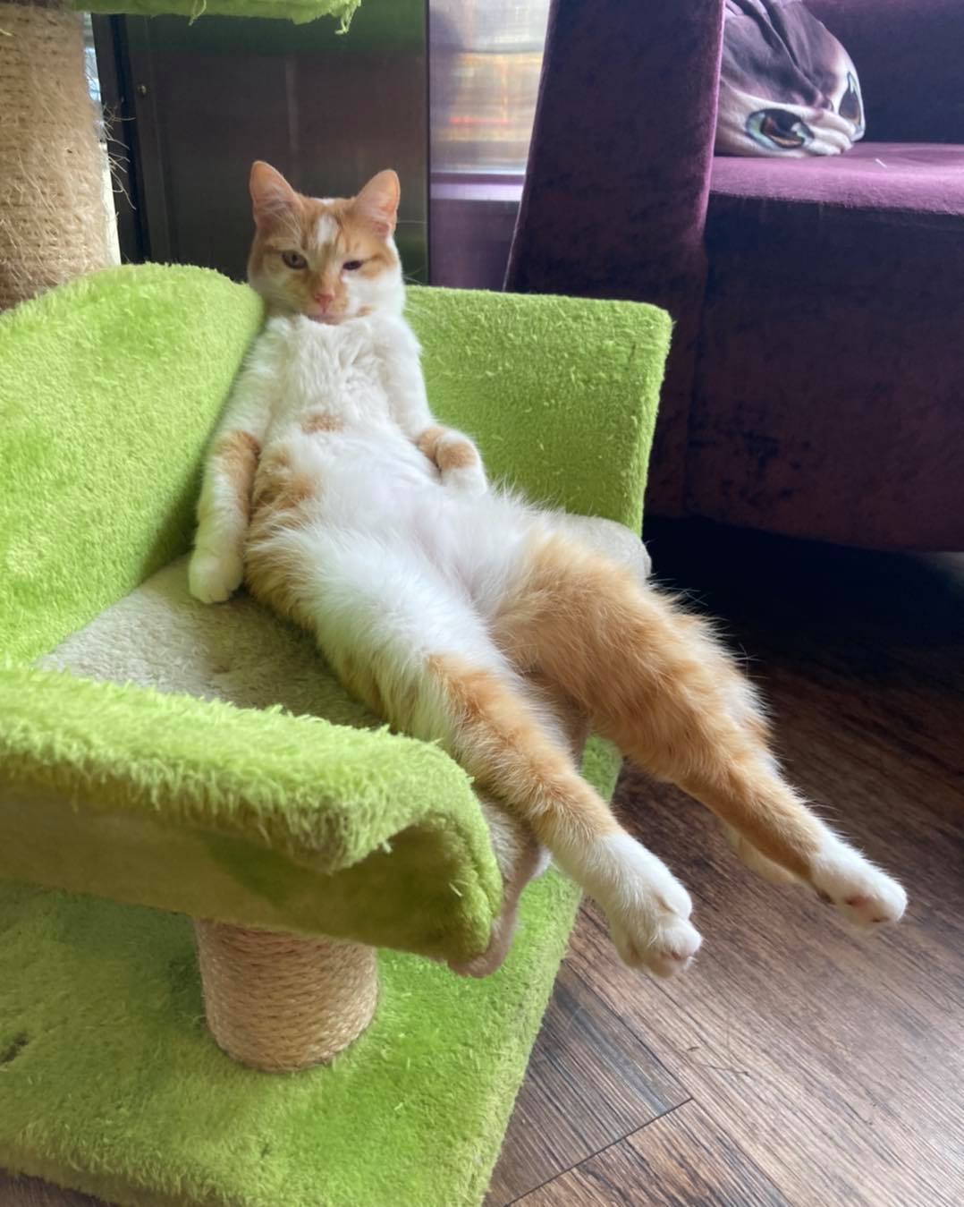 There's A 'Kitty Cafe' In Leeds Where You Can Play With Cats & Eat Cake