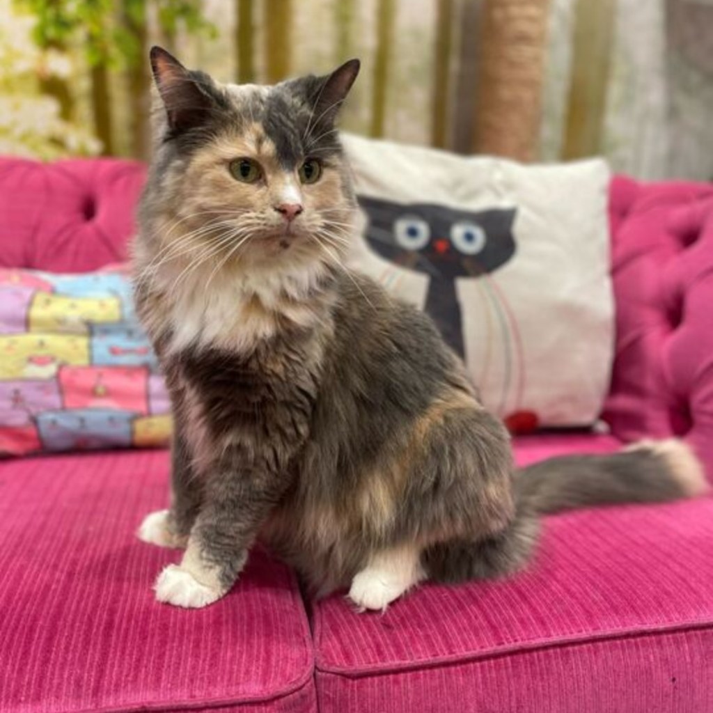 There's A 'Kitty Cafe' In Leeds Where You Can Play With Cats & Eat Cake