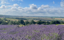 This Huge Yorkshire Lavender Farm Is The Most Beautiful Place To Visit In Summer