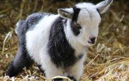 8 Family-Friendly Farms With Animals That You Can Visit In Yorkshire