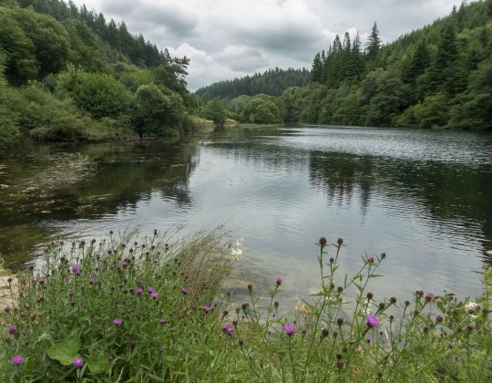 The Yorkshire Forest Packed With Winding Paths, Tree-Top Adventures & Enchanted Lakes