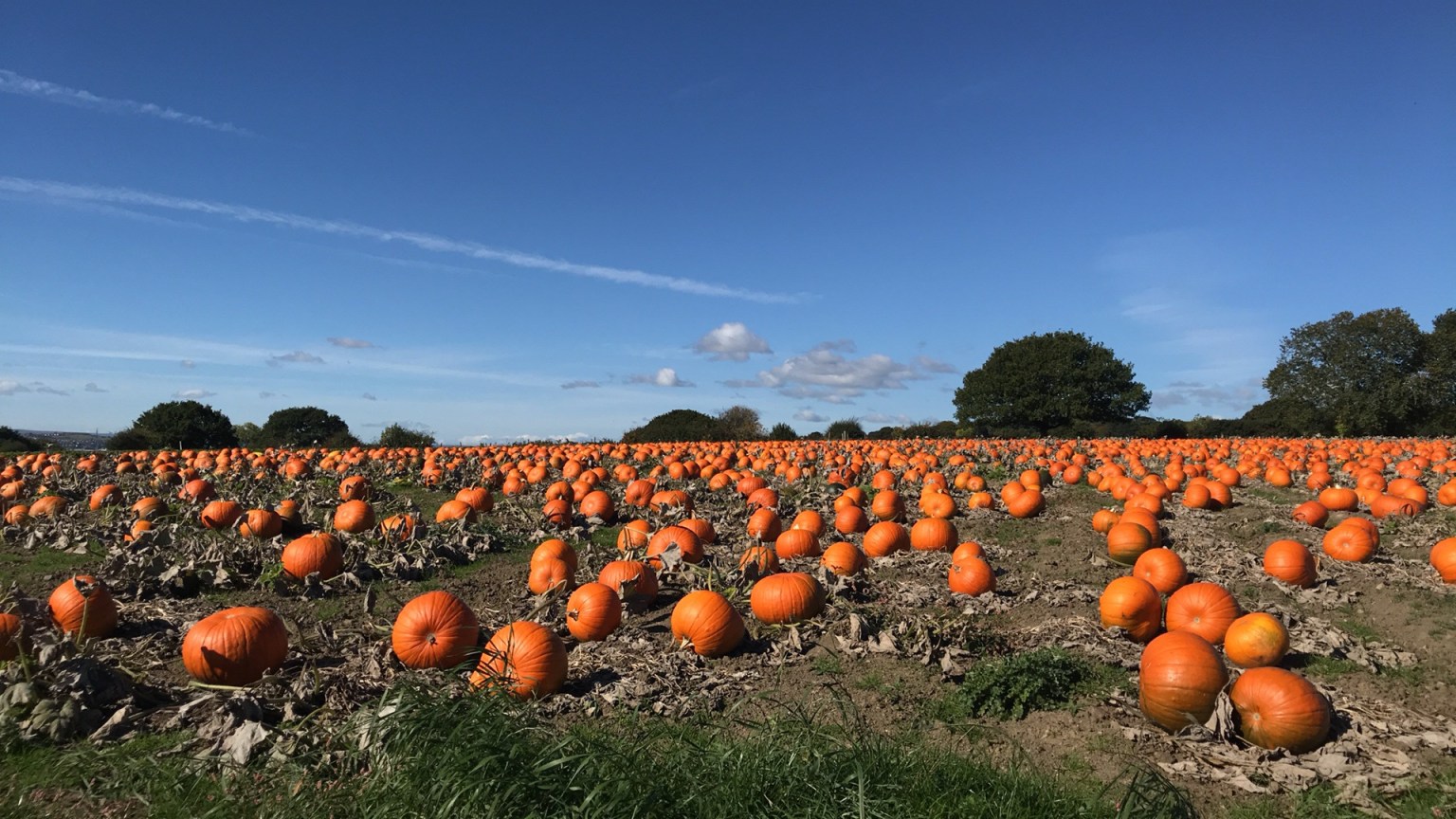 11 Of The Best Pumpkin Patches In Yorkshire The Yorkshireman
