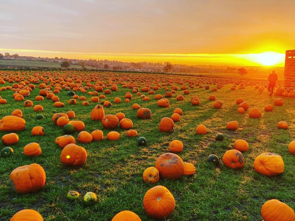 Pumpkin picking Yorkshire