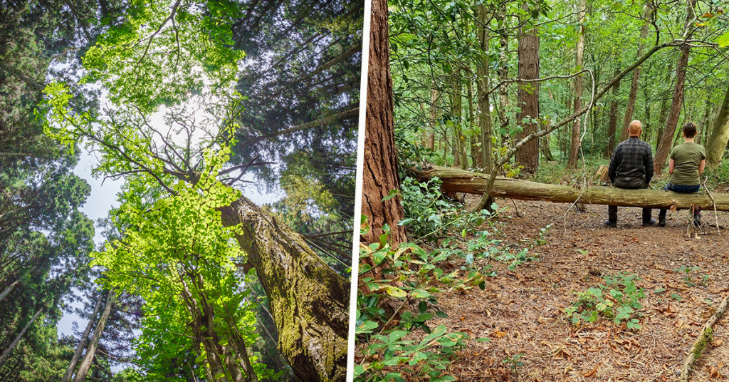 Forest Bathing Ilkley The Yorkshireman
