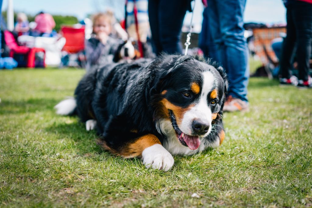 East Yorkshire Dog Festival