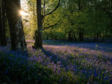 10 Of The Most Beautiful Bluebell Walks In Yorkshire