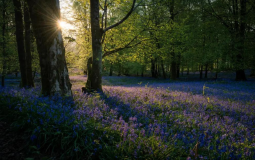 10 Of The Most Beautiful Bluebell Walks In Yorkshire