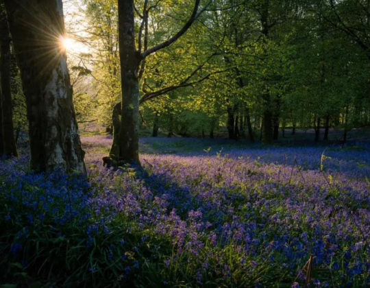 10 Of The Most Beautiful Bluebell Walks In Yorkshire