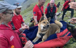 ‘Exhausted’ Dog Had To Be Rescued By Mountain Team After Hiking Scafell Pike