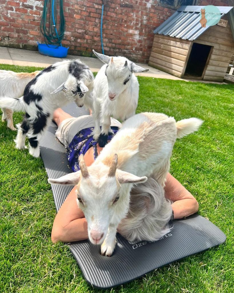 Guest doing baby goat yoga at Ings Park Alpacas in East Yorkshire. 