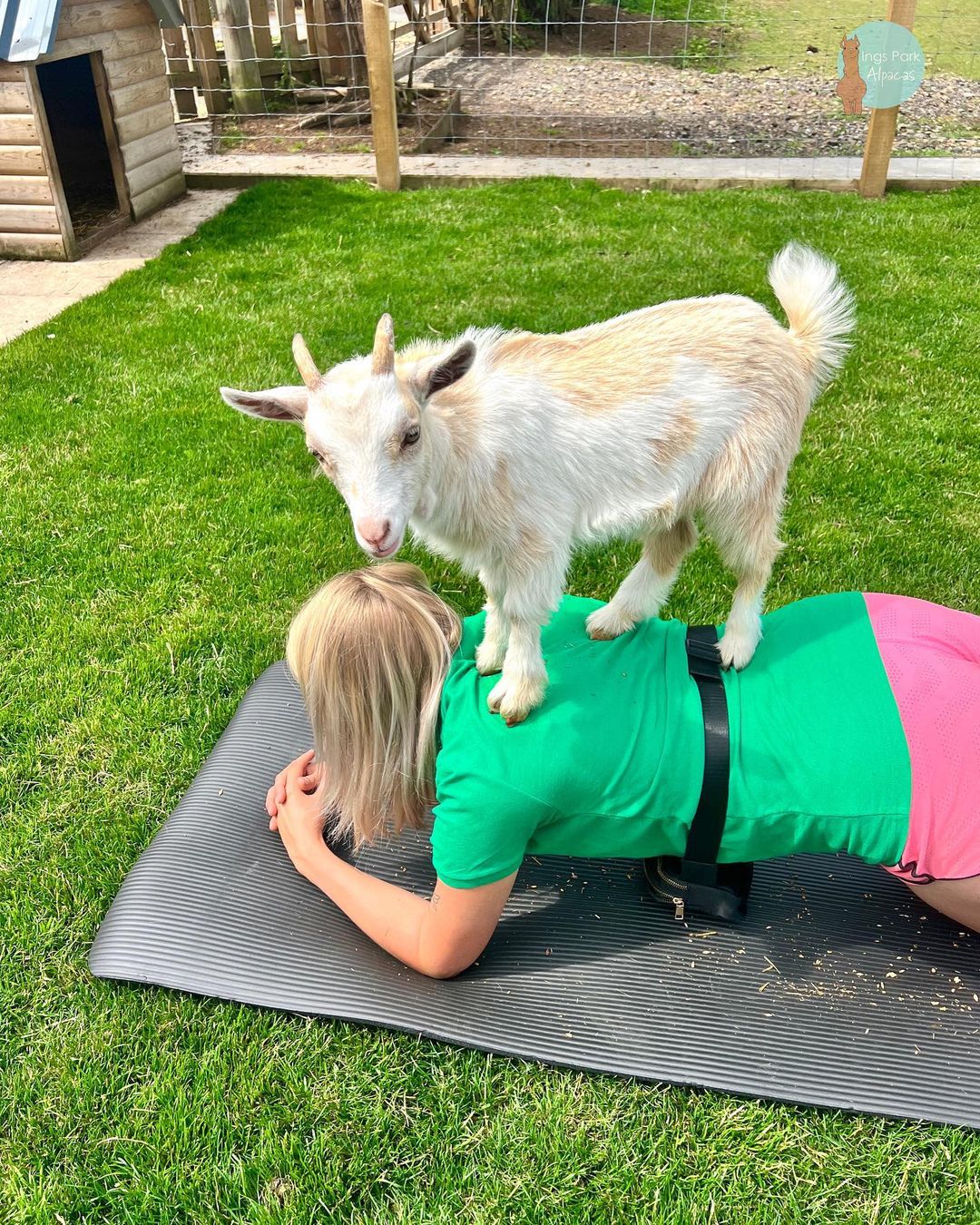 You Can Do Yoga With Baby Goats At This Yorkshire Farm