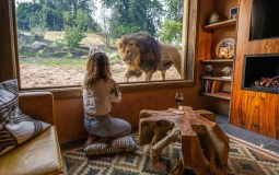 Sleep Next To Lions In New Safari Lodges Just Two Hours From Yorkshire