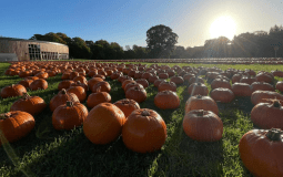 Explore Stockeld Park’s Amazing PYO Pumpkin Event As Part Of Its Halloween Festivities