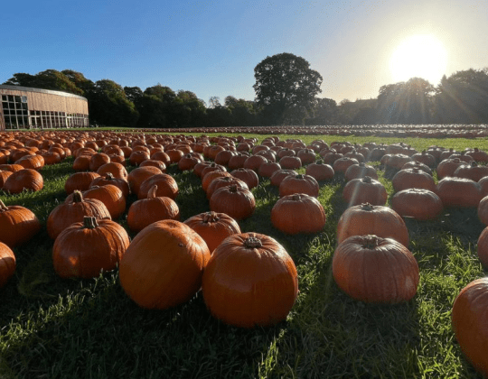 Explore Stockeld Park’s Amazing PYO Pumpkin Event As Part Of Its Halloween Festivities
