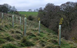 Yorkshire Dales Tree Planting Scheme With Aim For 100,000’s Of Trees To Be Planted Resumes This Winter