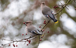 Hundreds Of Majestic Waxwings Have Descended Upon Peak District