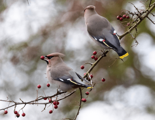 Hundreds Of Majestic Waxwings Have Descended Upon Peak District