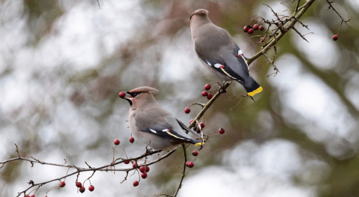 Hundreds Of Majestic Waxwings Have Descended Upon Peak District