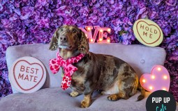 These Dog Cafes Are Coming To Yorkshire This Spring